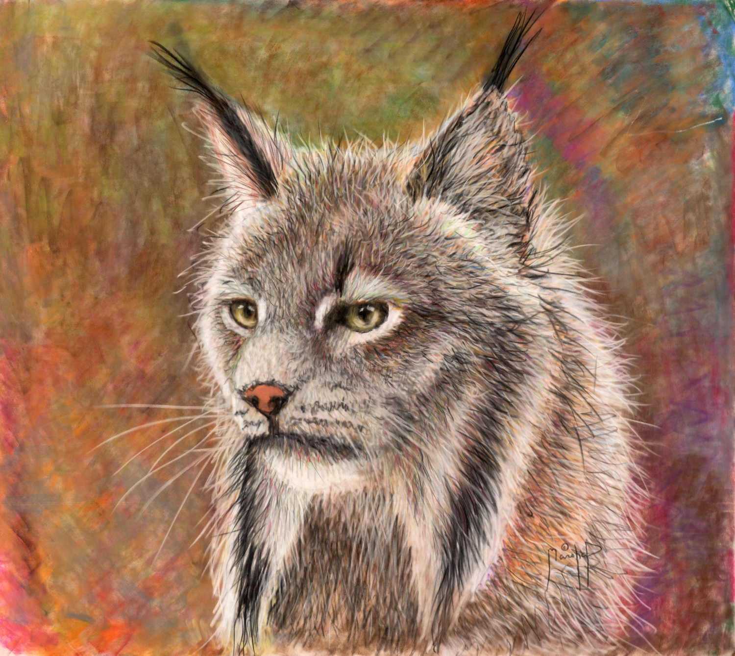 Lynx